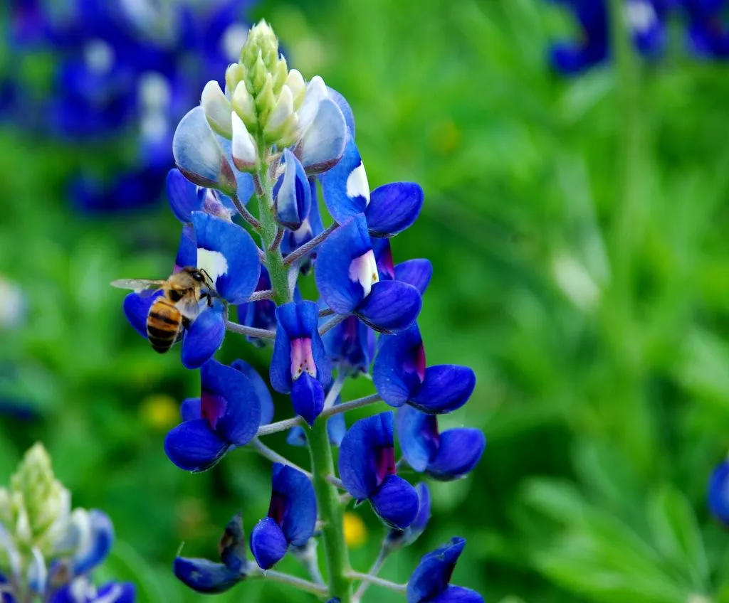 bluebonnets-018.jpg