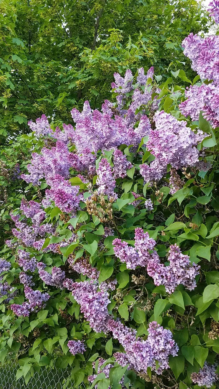 20180521_190318.jpg