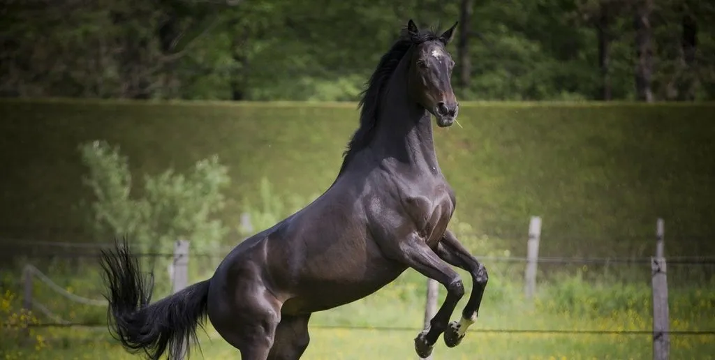 horse2-1024x516.jpg