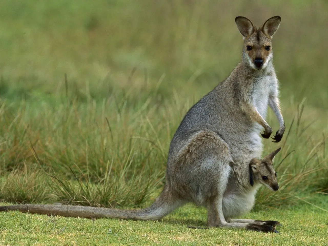 redneck-wallaby.jpg