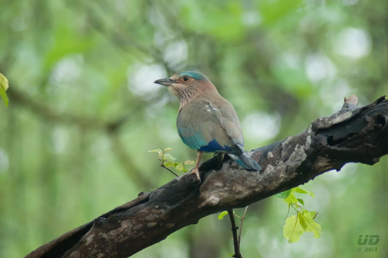 Indian Roller.jpg