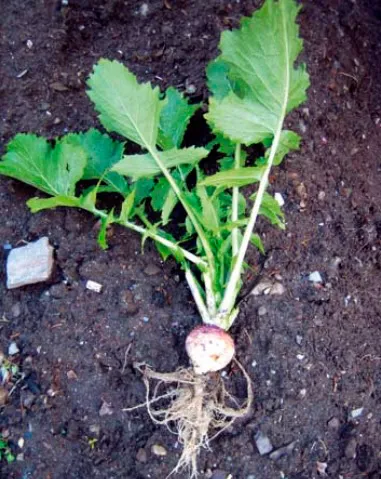 planta-del-nabo.jpg