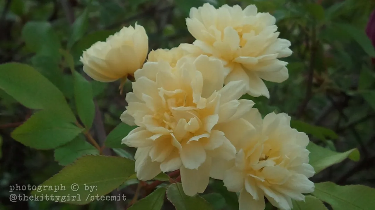 LadyBanksRose-1.jpg
