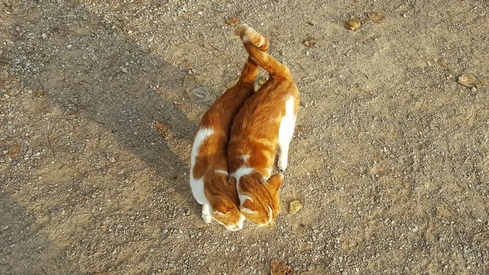 greto e gattini.jpg