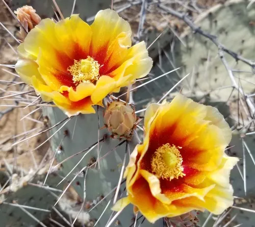 blooming-cactus.jpg