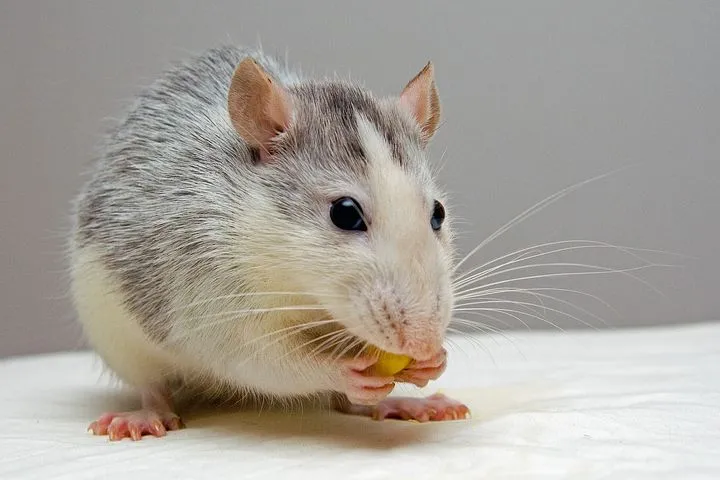 rat-440987__480.jpg