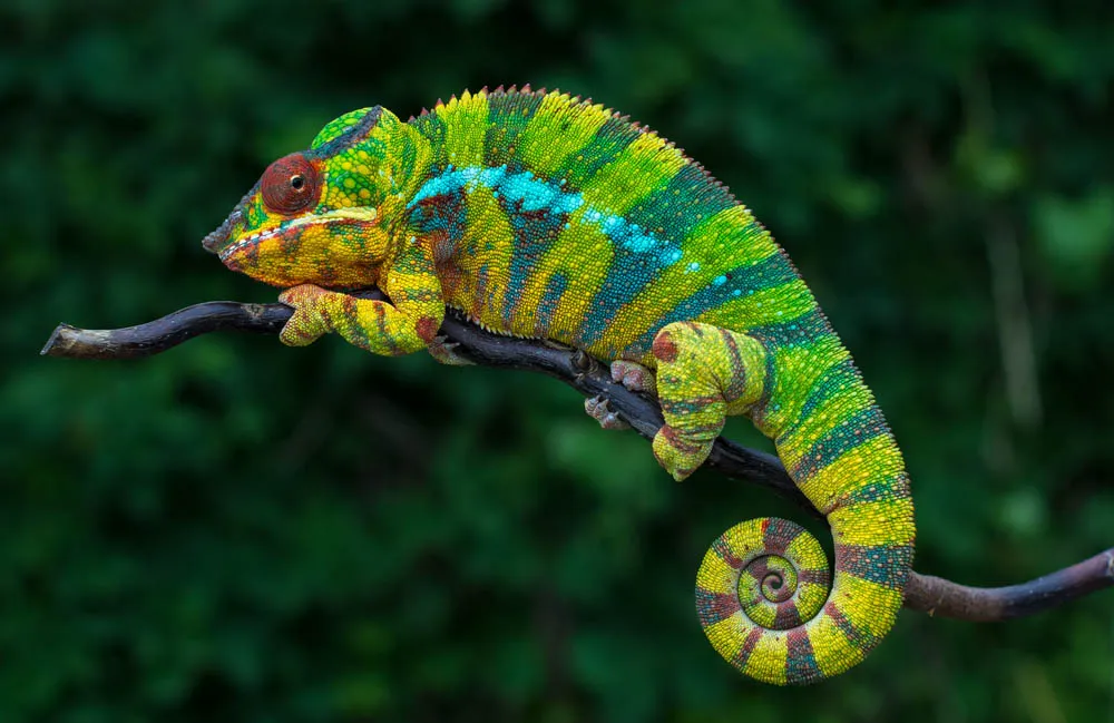 angry-chameleon.jpg