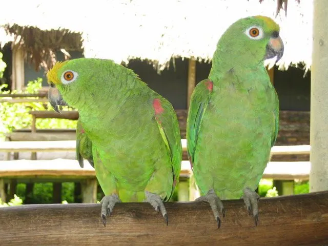 Pareja Loros2.jpg