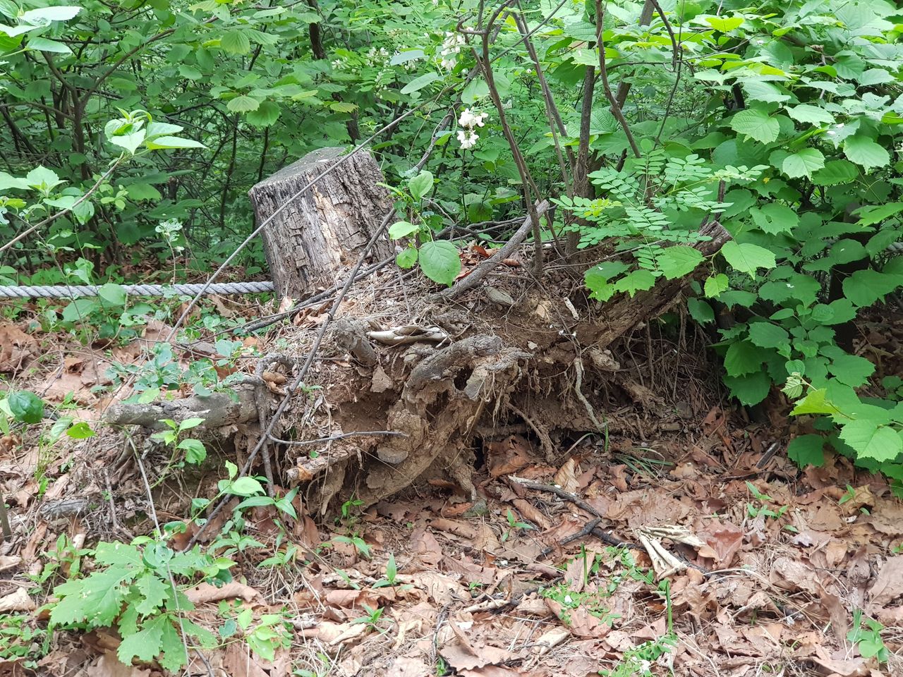 20180515_171845.jpg