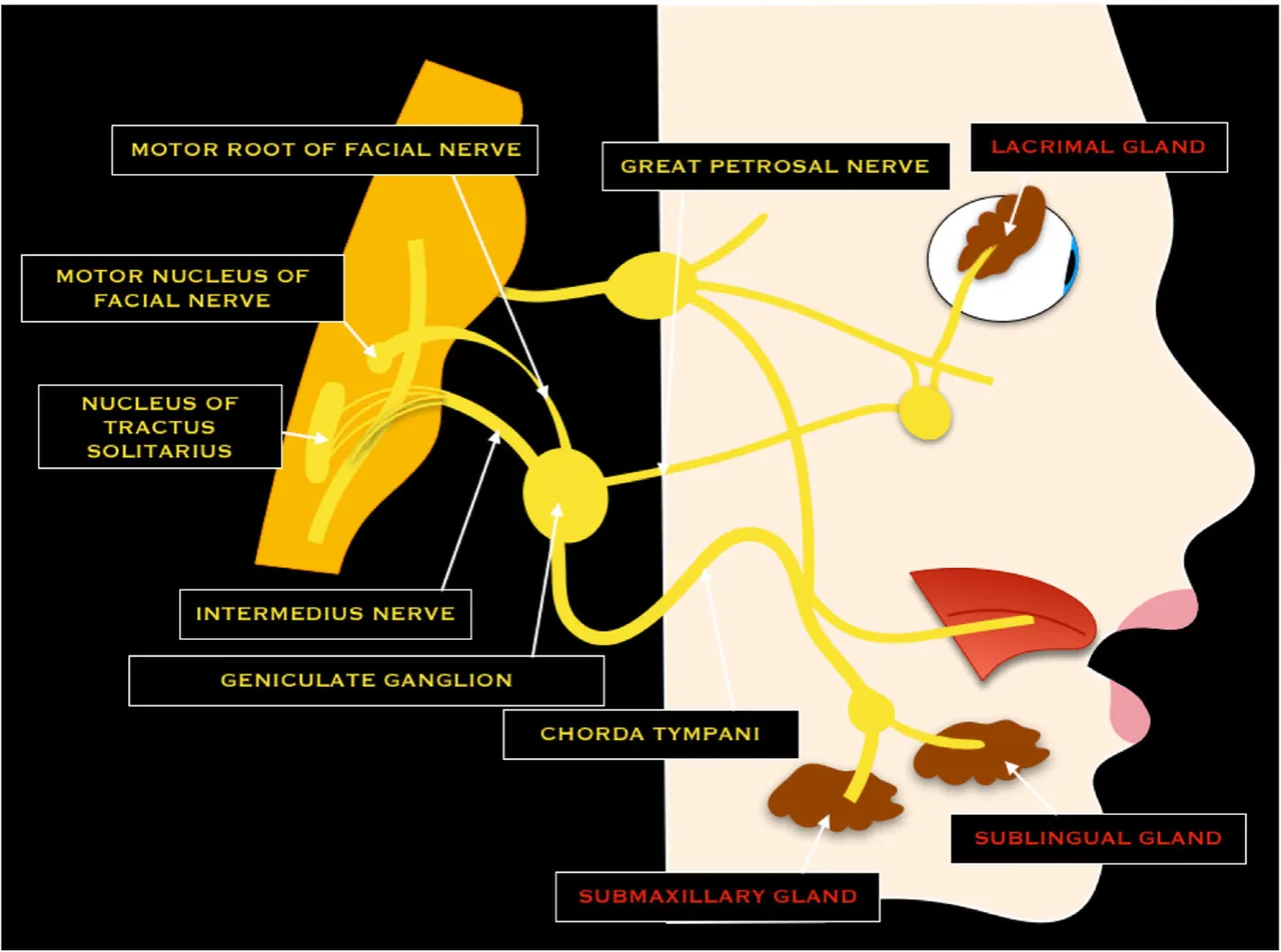 Neurology Explained The Facial Nerve The Seventh Cranial Nerve 8469