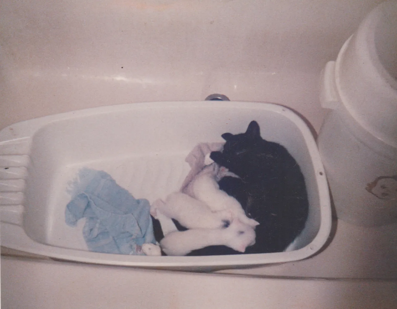 1980s - Cats at 163, kittens, not sure when, could be around 1988 is my guess-1.png