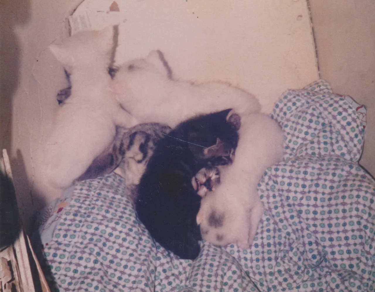 1980s - Cats at 163, kittens, not sure when, could be around 1988 is my guess-2.png