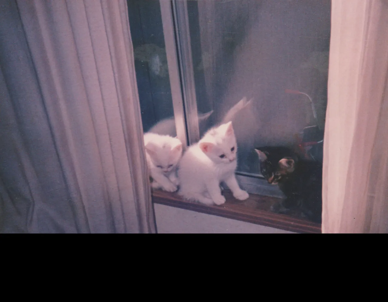 1980s - Cats at 163, kittens, not sure when, could be around 1988 is my guess-3.png