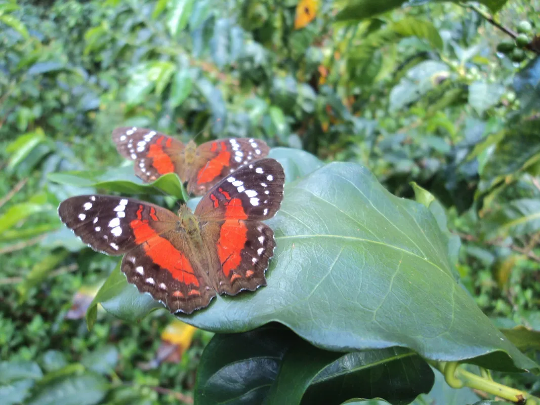 Mariposa_volando..