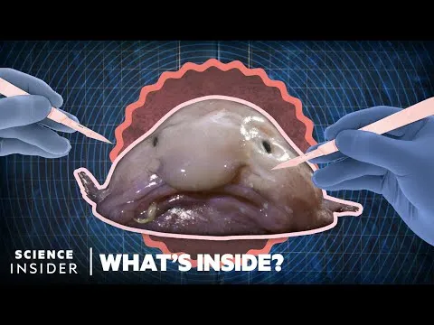 Beauty in the Eye of the beholder: The World Ugliest Fish