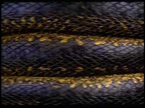 Мадонна анаконда. Анаконда трейлер 1997. Анаконда обложка. Синяя Анаконда абстракция.
