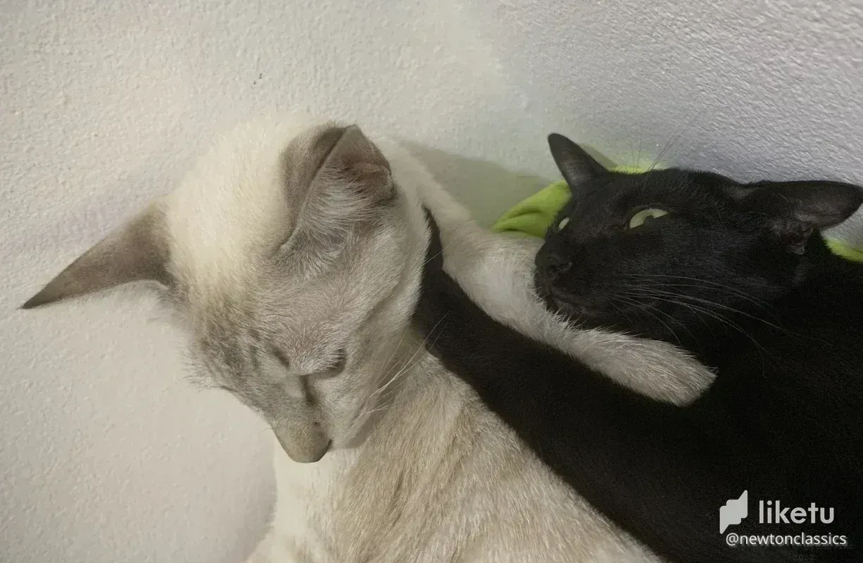 cl8x96gjq00ij2ckcg8i6bp71_thai-cats-sept-003.webp