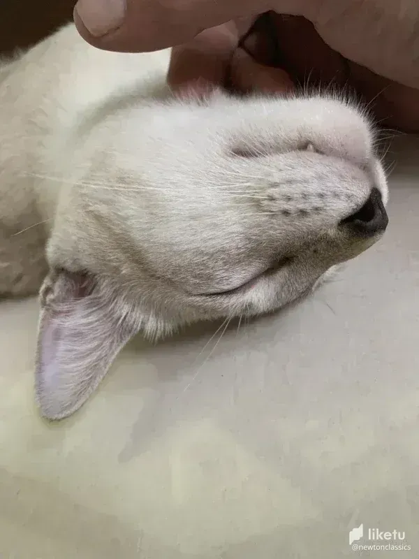 cl8x96ikq00ig0hkc2ul121yb_thai-cats-sept-004.webp