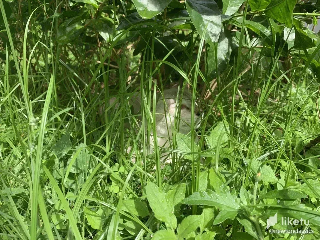 cl8x96rx500i61gkcegfp6jnt_thai-cats-sept-008.webp