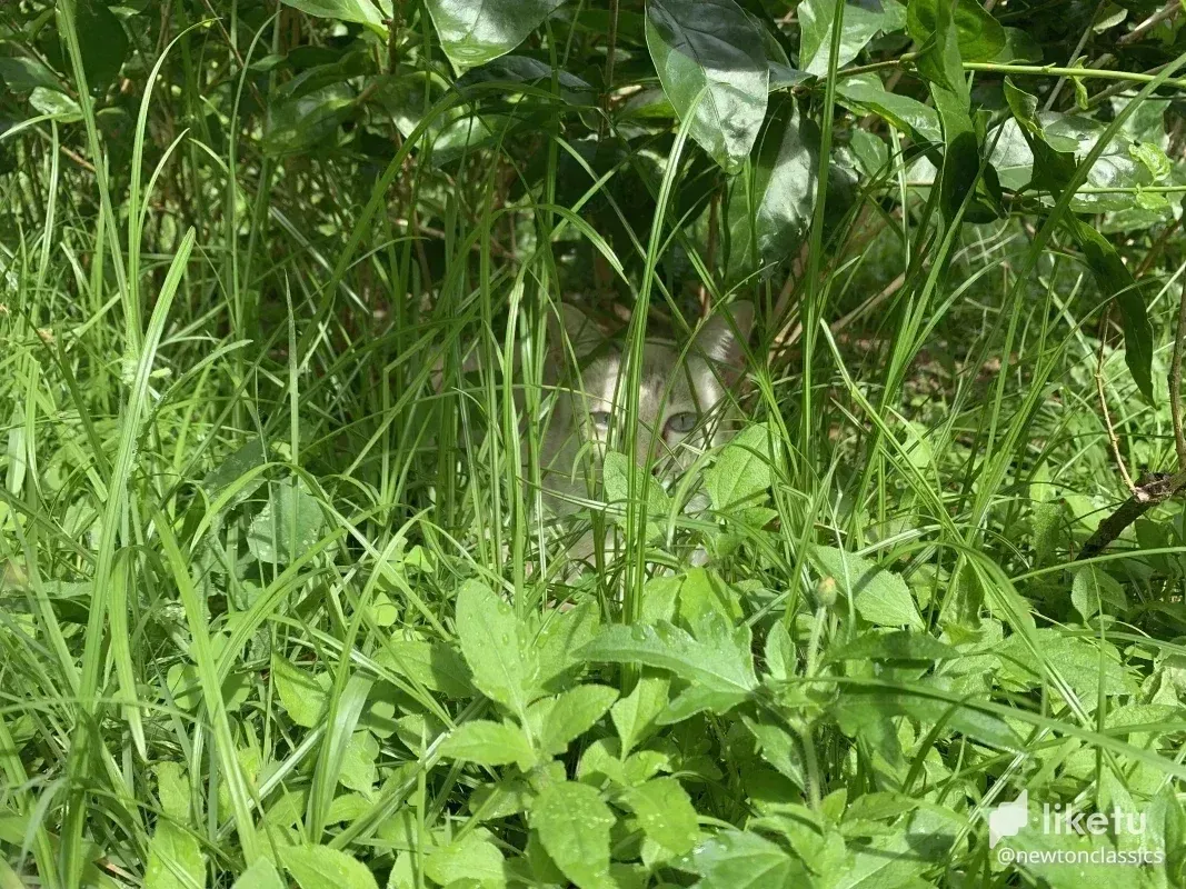 cl8x96ycm00hh14kc39m13276_thai-cats-sept-010.webp