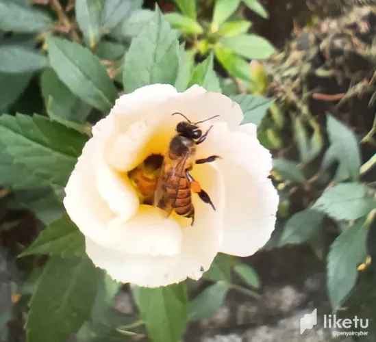 flowers-that-are-being-visited-by-a-bee