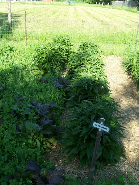 Big garden - echinacea transplants crop June 2019.jpg