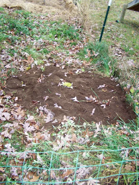 Small garden - raspberries out crop November 2019.jpg