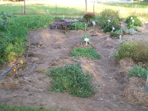 Big garden - over half weeded crop October 2019.jpg