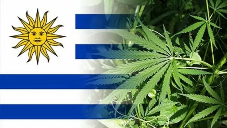 ahora-puedes-fumar-marihuana-legal-en-clubes-de-uruguay-5169_XL.jpg