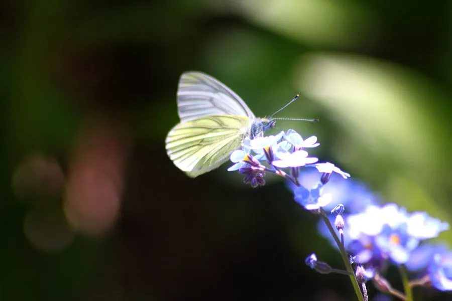 Lepidoptera by Shadi Alzaghari on 500px.com