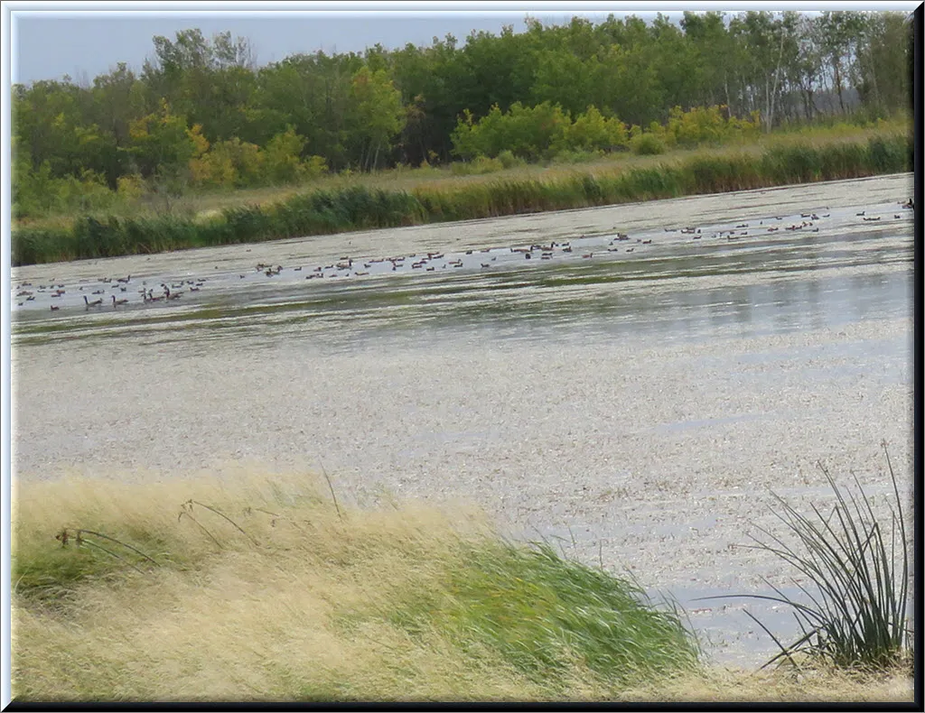 view of geese at other end of pond with soft grasses and reeds at edge.JPG