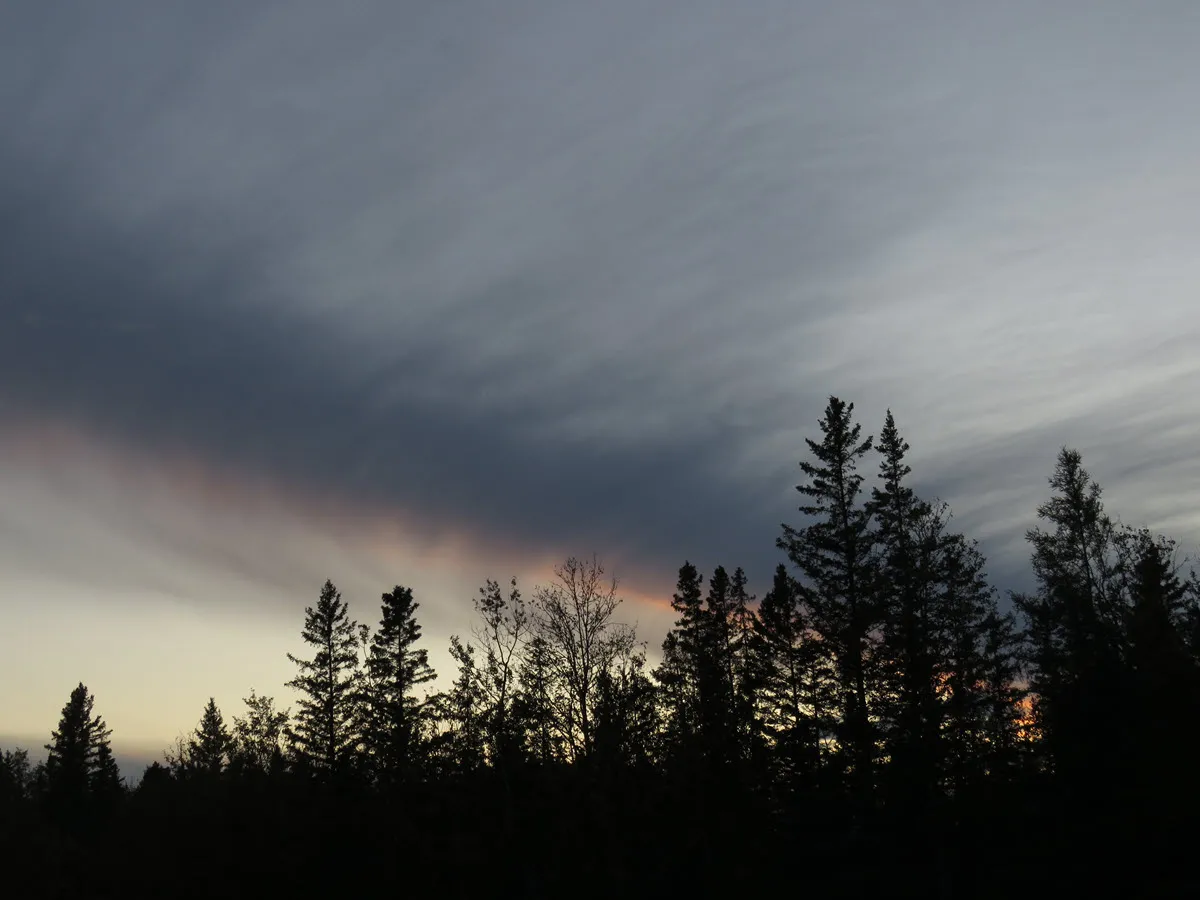 streak of clouds over evergreen trees highlighted with pink of the sunset.JPG