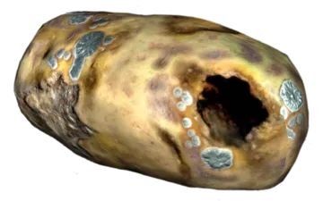 Image of Potato