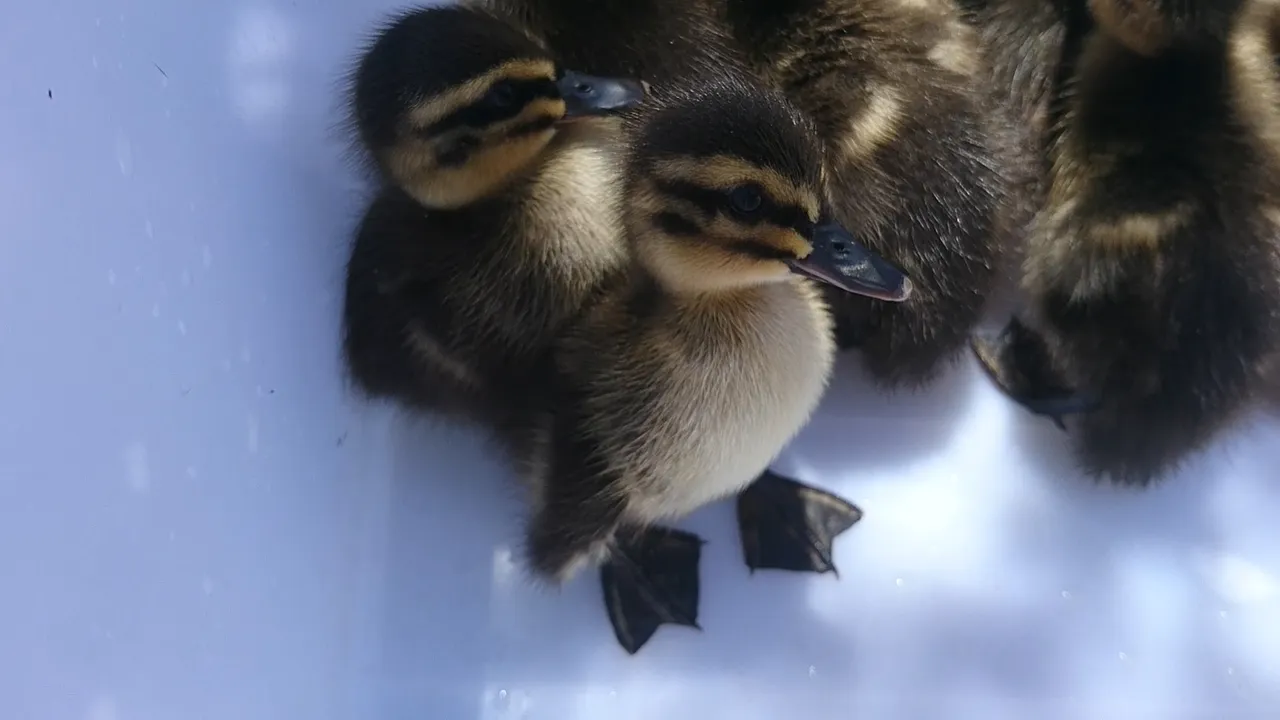 14 Dec 2019 - Happy Valley WTP Duckling Rescue (5).jpg