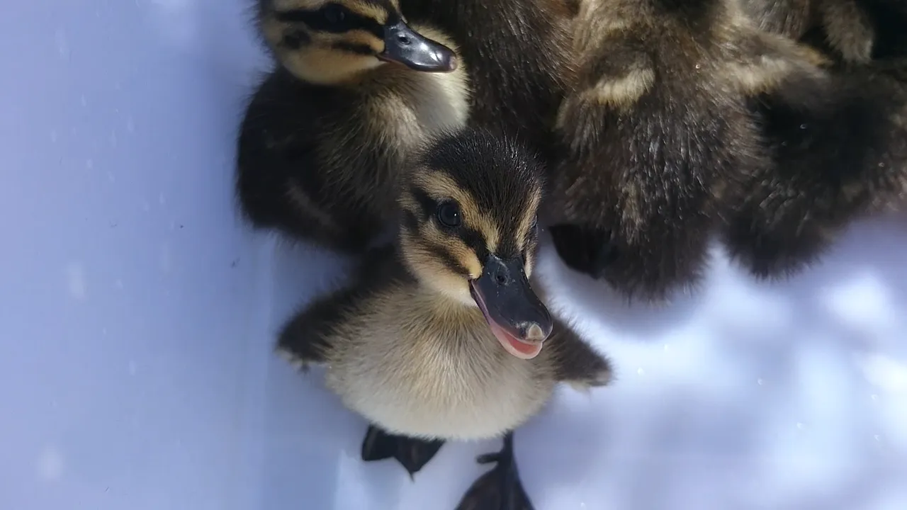 14 Dec 2019 - Happy Valley WTP Duckling Rescue (1).jpg