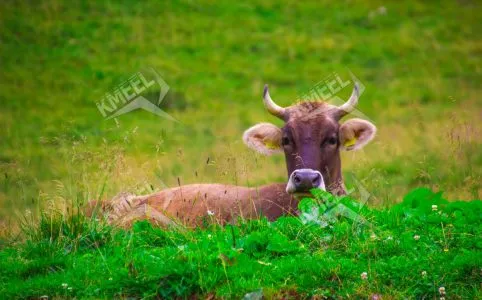 Brown-cow-eats-lying-in-the-middle-of-the-green-nature-42016-482x300.jpg