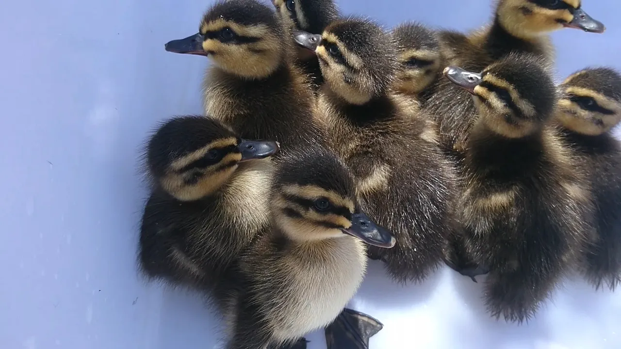 14 Dec 2019 - Happy Valley WTP Duckling Rescue (3).jpg