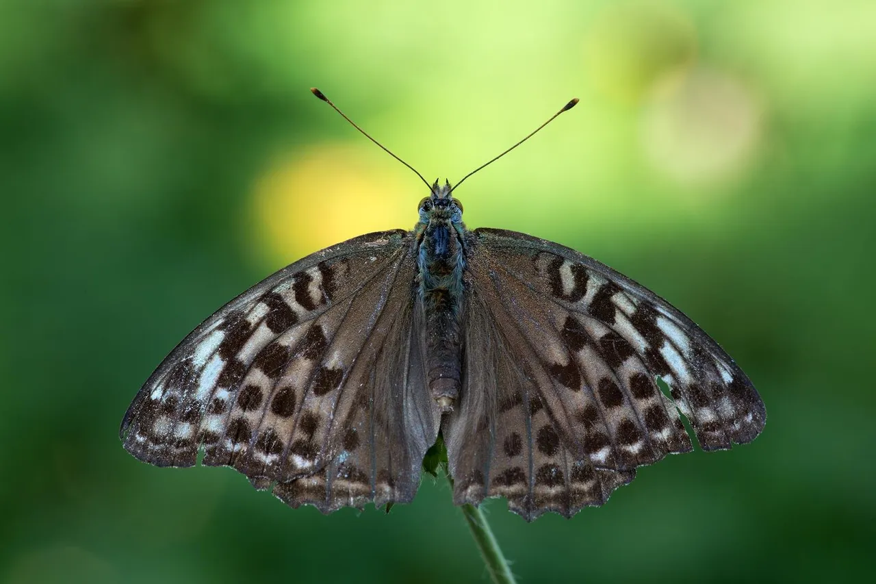 Kaisermantel (Argynnis paphia f. valesina).jpg