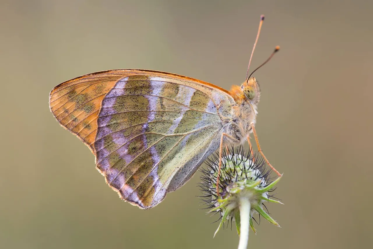 Kaisermantel (Argynnis paphia)_Q22A7657-BF.jpg