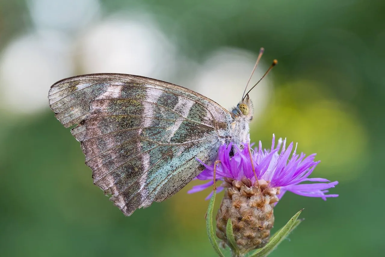 Kaisermantel (Argynnis paphia f. valesina).jpg