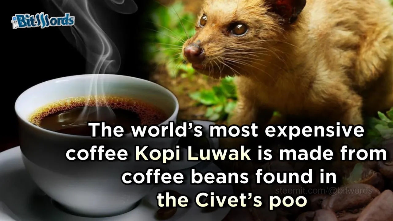 bitwords steemit most expensive coffe kopi luwark (5).jpg