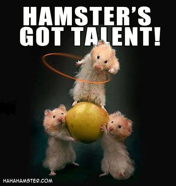 702ea027157a7480659c8cad4a6881b2--hula-hooping-funny-hamsters (1).jpg