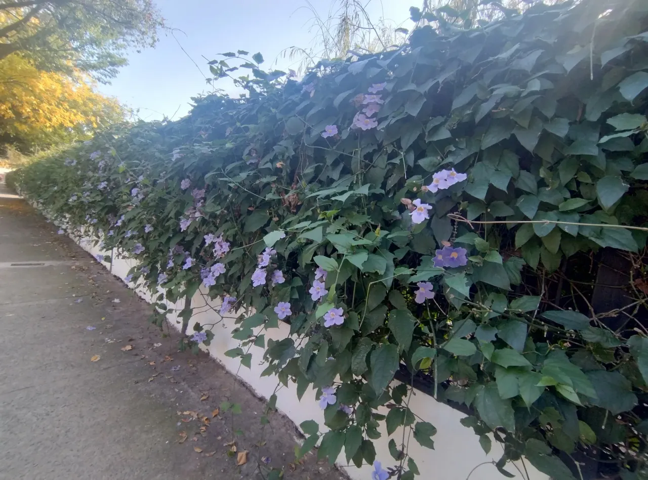 KQzfgFX4FUmDJoV6_1000200267.webp