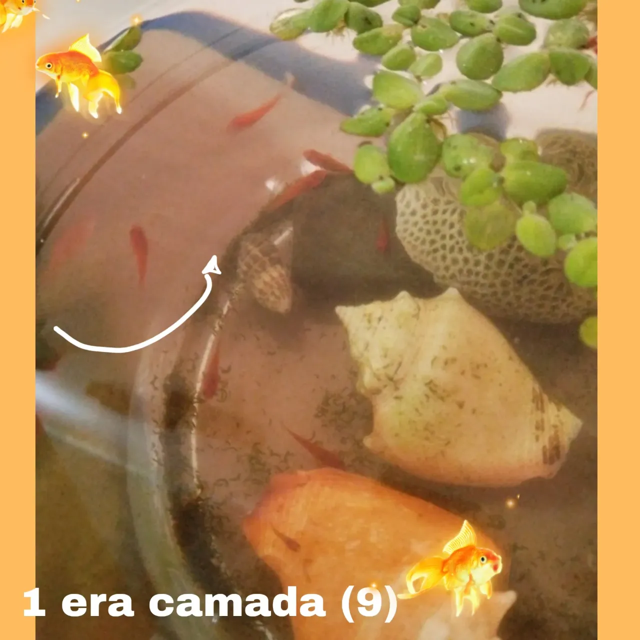 G0CAtYCGPcNdv1qI_1000336021.webp