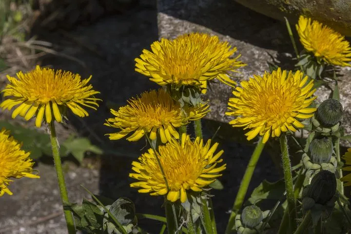 dandelion-3419648__480.jpg