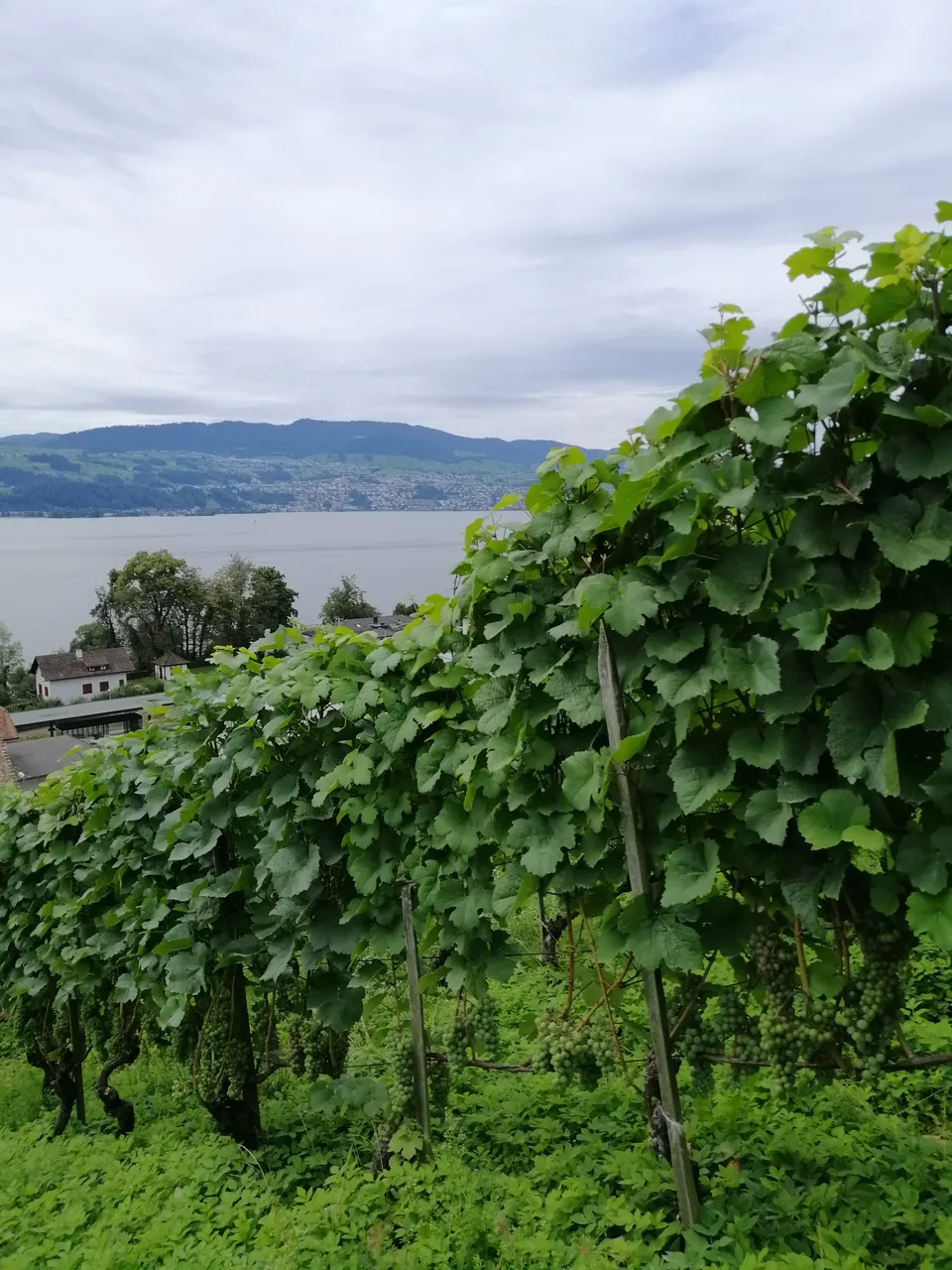 IMG_20190817_123529[1].jpg