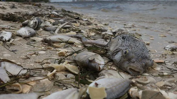 southwest fl beach.jpg