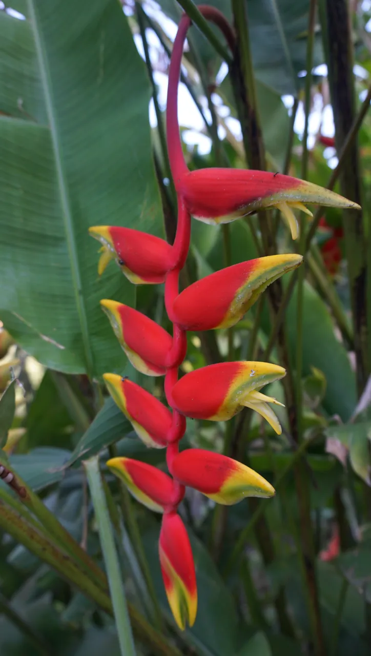 Bonus 2 Flower 6.jpg
