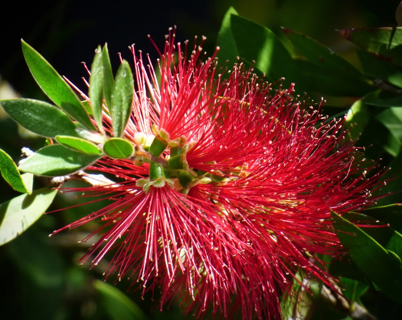 Bottle brush macro.jpg
