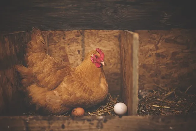laying hen chicken.jpg